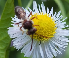 Nomada maculata