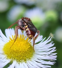 Nomada maculata
