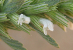 Leucas neuflizeana