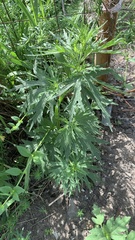 Leonurus quinquelobatus