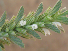 Leucas neuflizeana