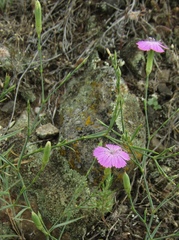 Dianthus campestris