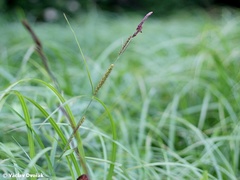 Carex buekii