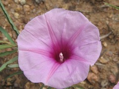 Ipomoea bolusiana