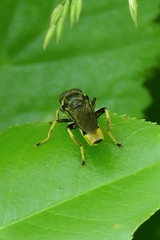 Xylota sylvarum