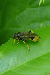 Xylota sylvarum