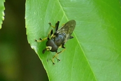 Xylota sylvarum