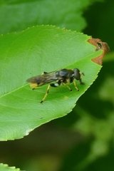 Xylota sylvarum