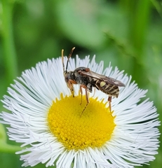 Nomada erigeronis