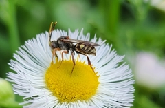 Nomada erigeronis