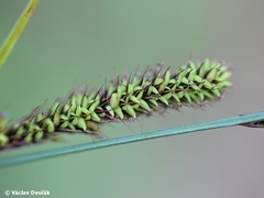Carex buekii