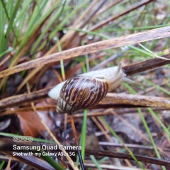 Bothriembryon brazieri