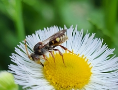 Nomada erigeronis