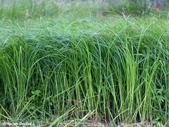 Carex buekii