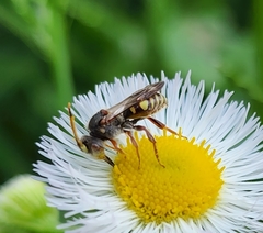Nomada erigeronis