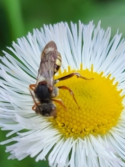 Nomada erigeronis