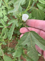Hibiscus verdcourtii