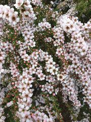 Chamelaucium uncinatum