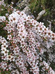 Chamelaucium uncinatum