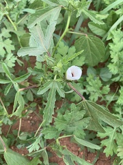 Hibiscus verdcourtii