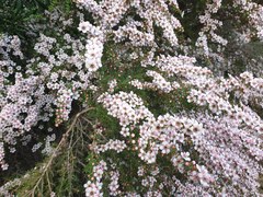 Chamelaucium uncinatum