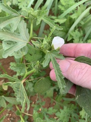 Hibiscus verdcourtii