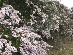 Chamelaucium uncinatum