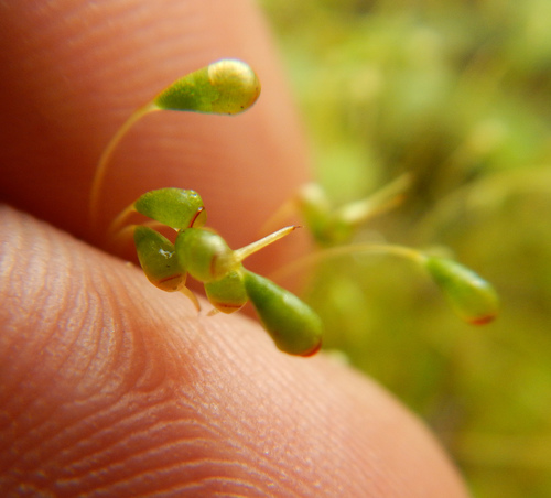 Funaria hygrometrica image