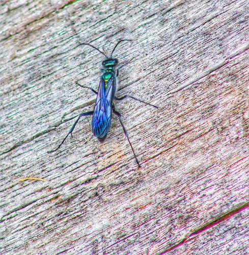 Zimmerman's Mud-dauber Wasp photo 5