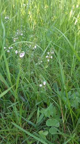 Čiobralapė veronika