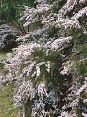 Chamelaucium uncinatum