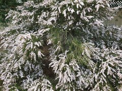 Chamelaucium uncinatum