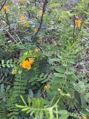Senna coronilloides