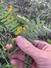 Senna coronilloides