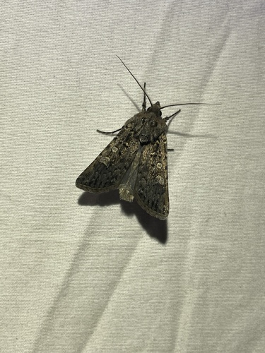 Agrotis baliopa observed 2022-06-04