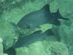 Psammoperca datnioides