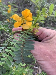 Senna coronilloides