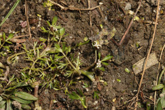 Helosciadium inundatum