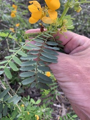 Senna coronilloides