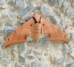 Ambulyx sericeipennis