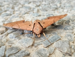 Ambulyx sericeipennis