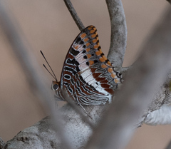 Charaxes saturnus