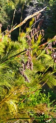 Thamnochortus cinereus