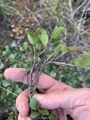 Cadellia pentastylis