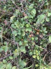 Cadellia pentastylis