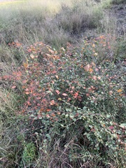 Cadellia pentastylis