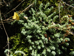 Sedum borissovae