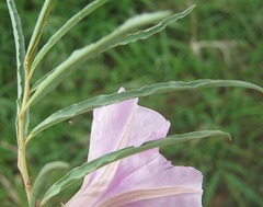 Ipomoea bolusiana
