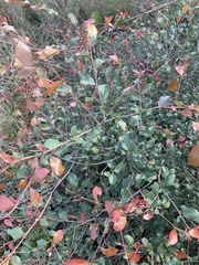 Cadellia pentastylis