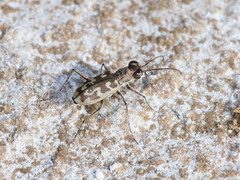 Cephalota circumdata circumdata